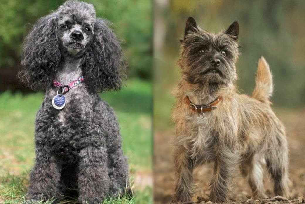 Cairn Terrier And Poodle Mix