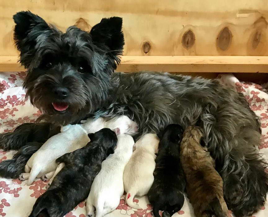 Cairn Terrier Black and White