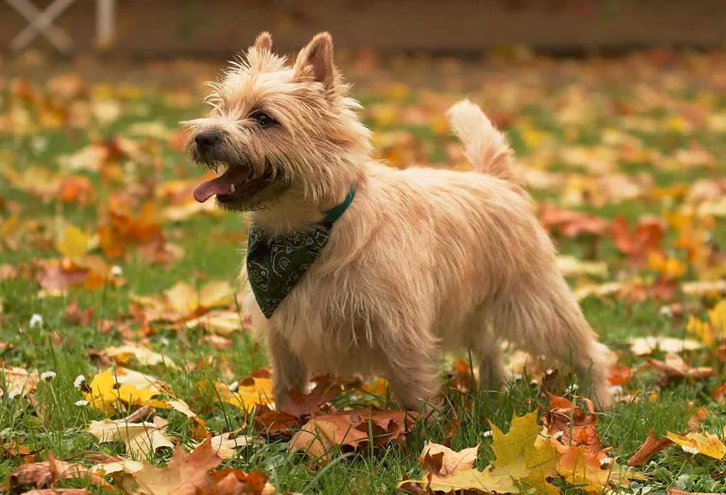 Cairn Terrier Breeders in Tennessee