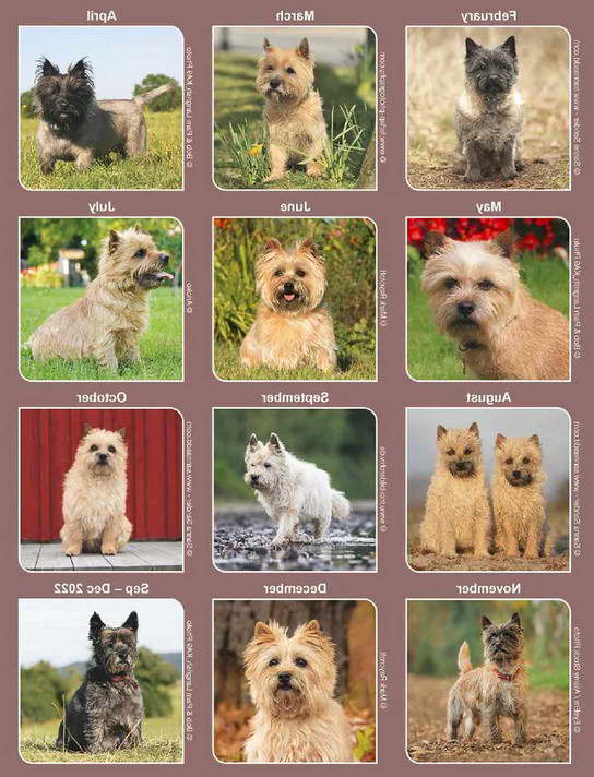 Cairn Terrier Calendar