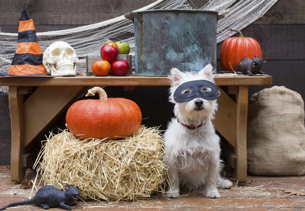 Cairn Terrier Halloween Costumes