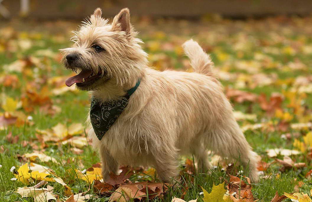 Cairn Terrier Heart Problems