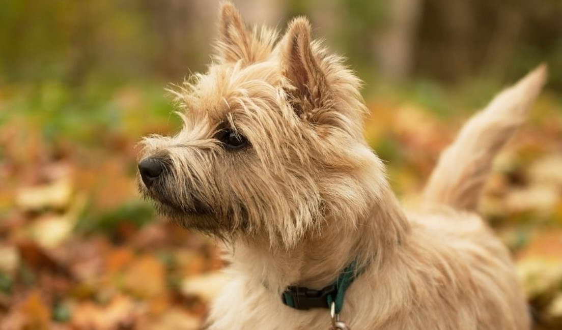 Cairn Terrier Heavy Breathing