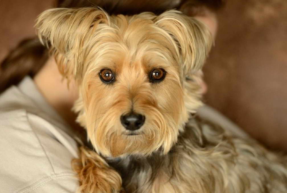 Cairn Terrier Mixed With Maltese