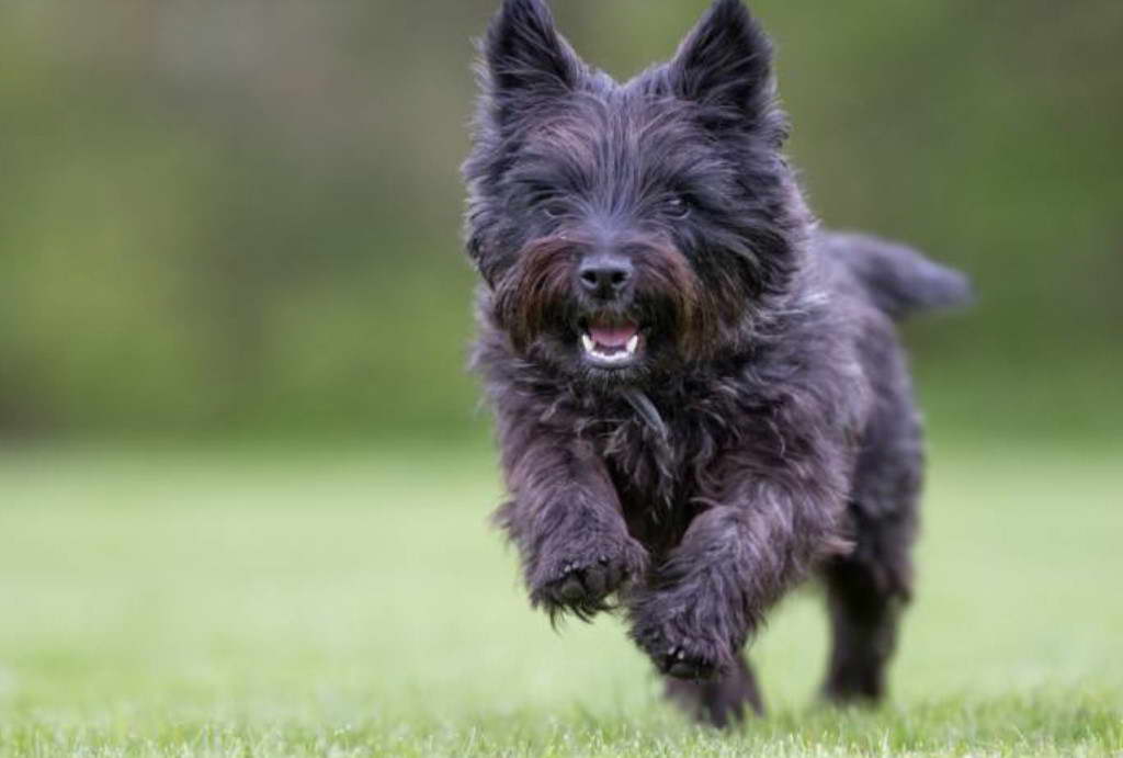 Cairn Terrier Prix