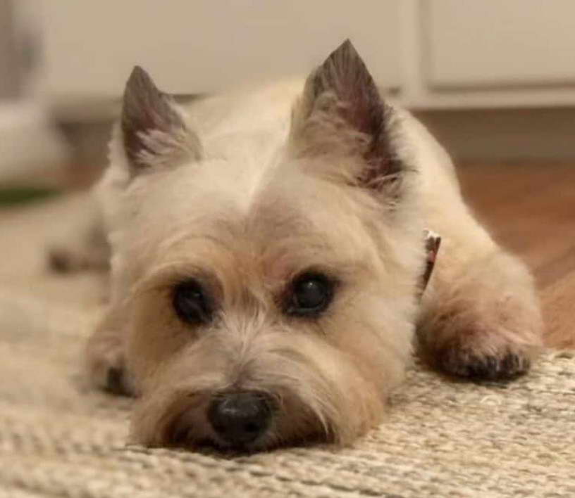 Cairn Terrier Rescue Washington