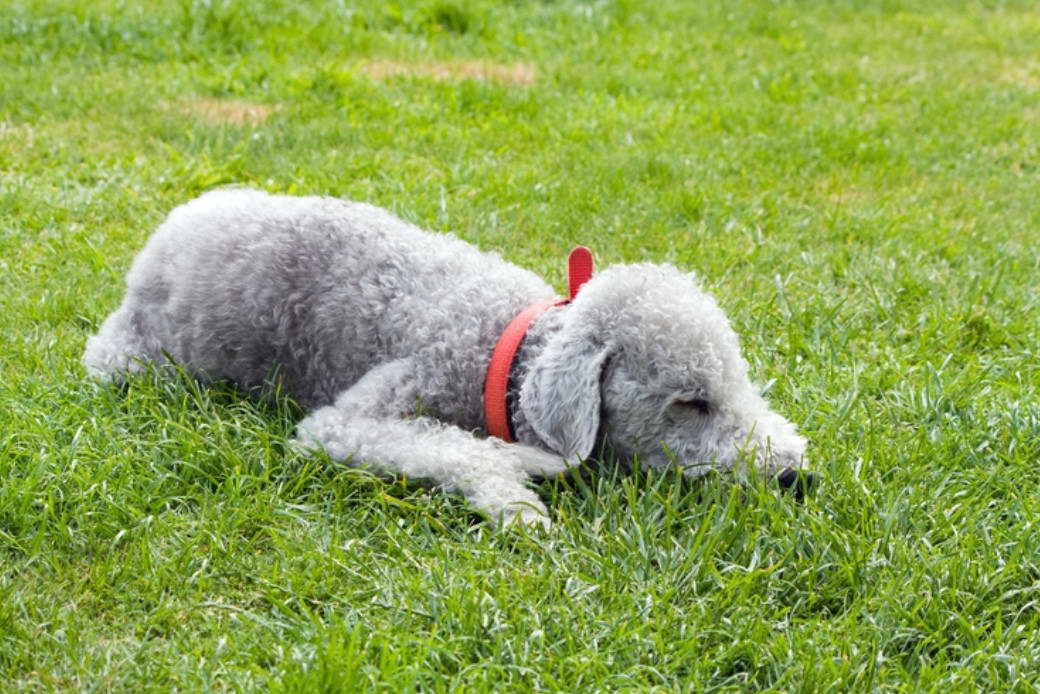 Cane Pecora Terrier