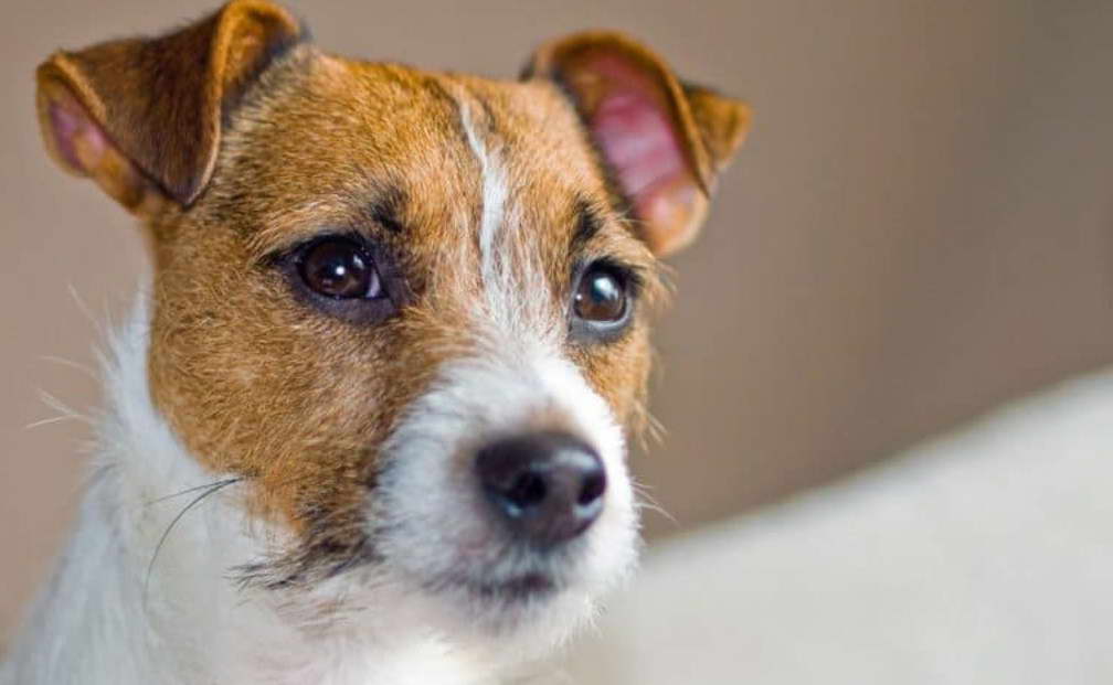 Canine Terrier Mix