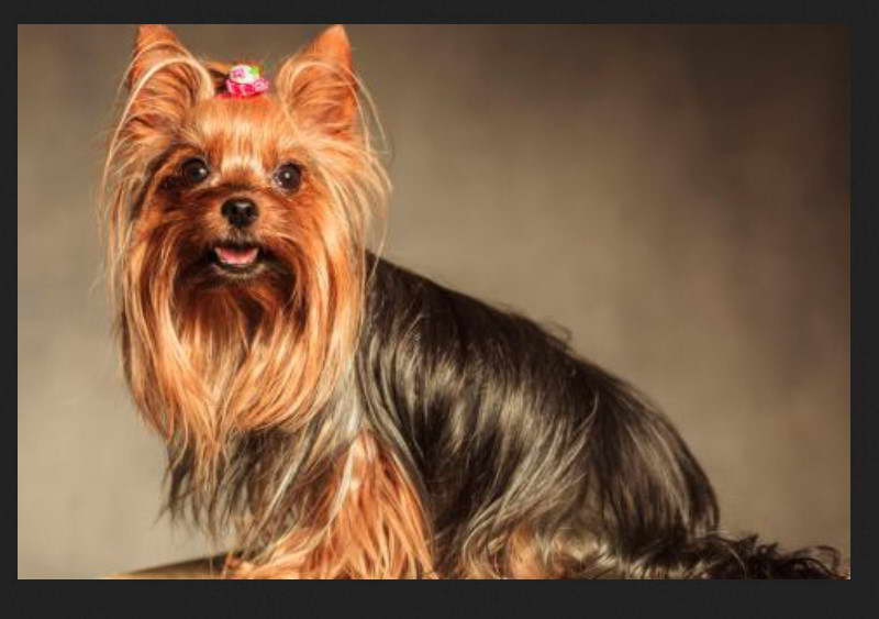 caractersticas do yorkshire terrier