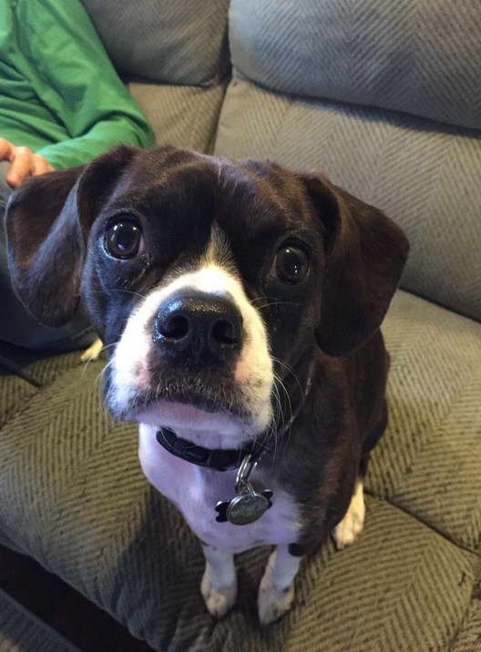 cavalier king charles mixed with boston terrier