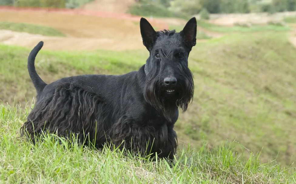 Cesky Terrier Dogs 101