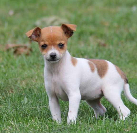 Chihuahua Mix Terrier For Sale