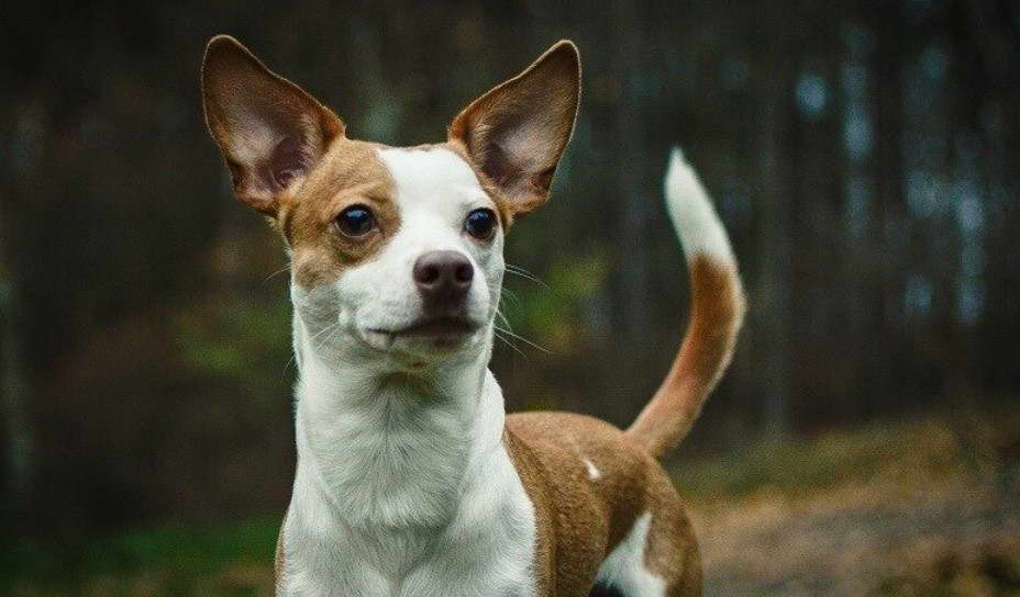 Chihuahua Staffordshire Terrier Mix