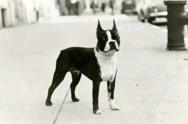 Club Boston Terrier