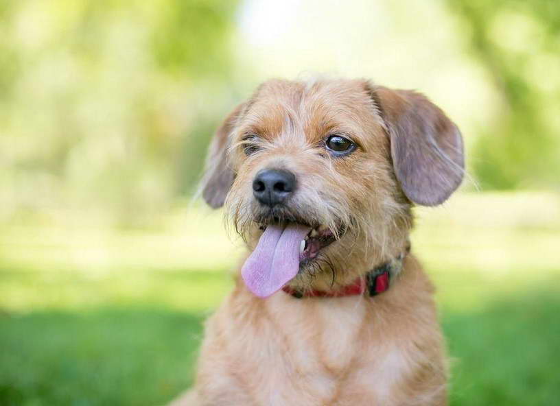 Corgi Terrier Mix Lifespan