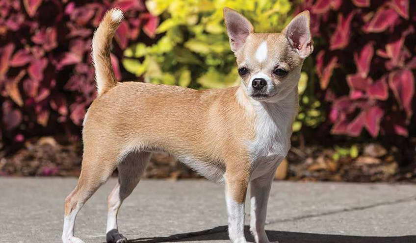 Craigslist Rat Terrier