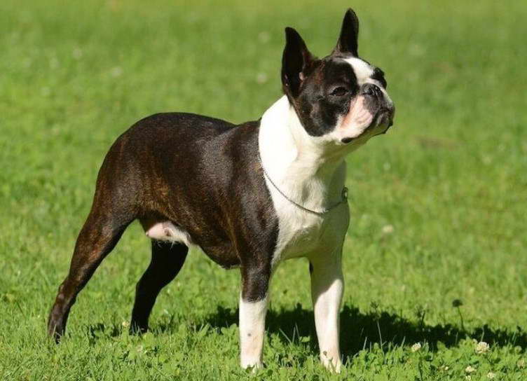 Cross Between French Bulldog And Boston Terrier