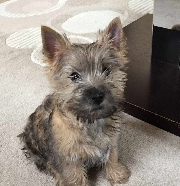 Cute Cairn Terrier