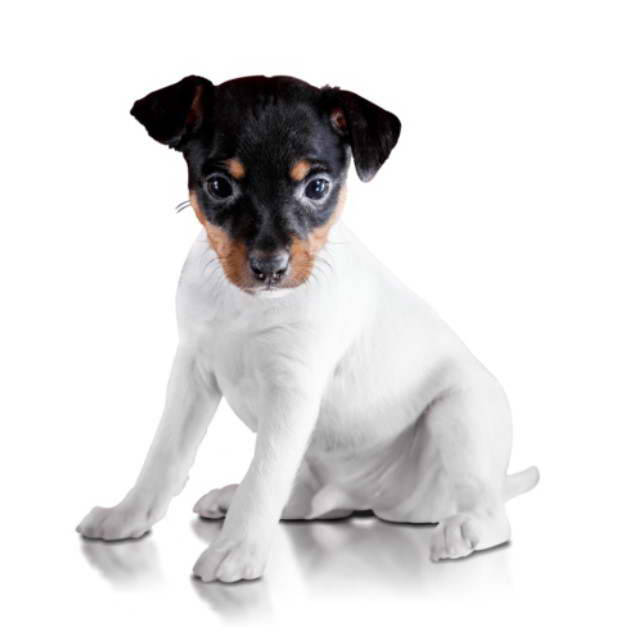 Cute Toy Fox Terrier