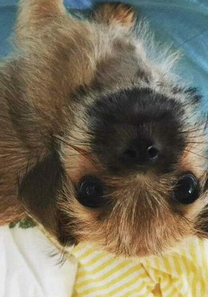 Dachshund Border terrier cross