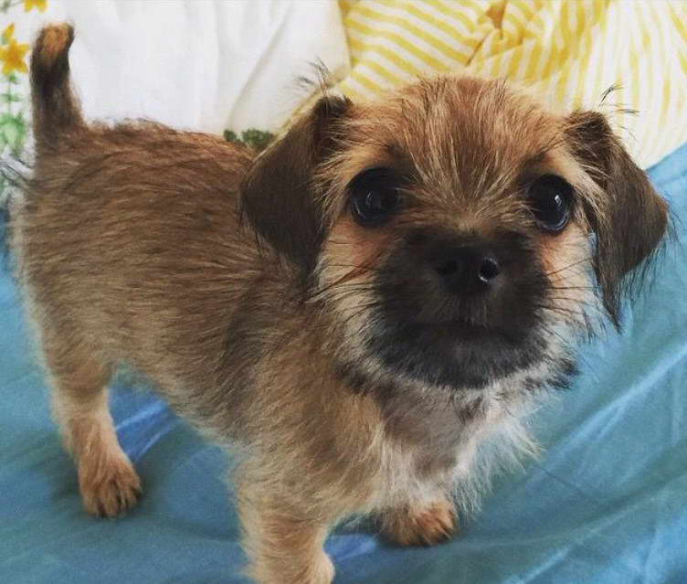 Dachshund Border terrier cross