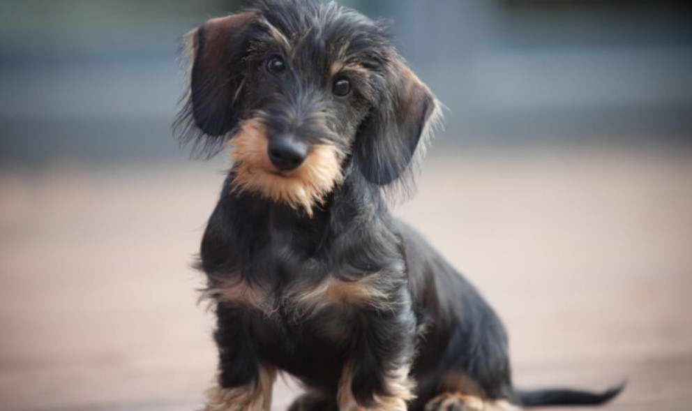 Dachshund Wire Terrier Mix