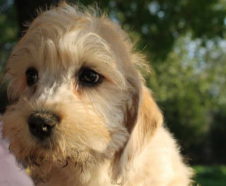 Dandie Dinmont Terrier For Sale in Ireland