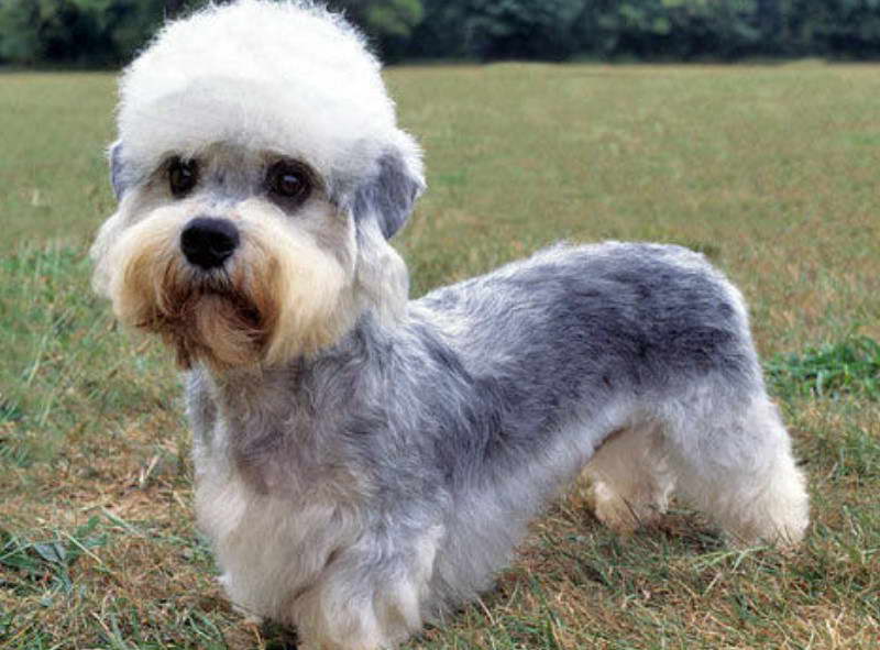 Dandie Dinmont Terrier Puppies Breeders