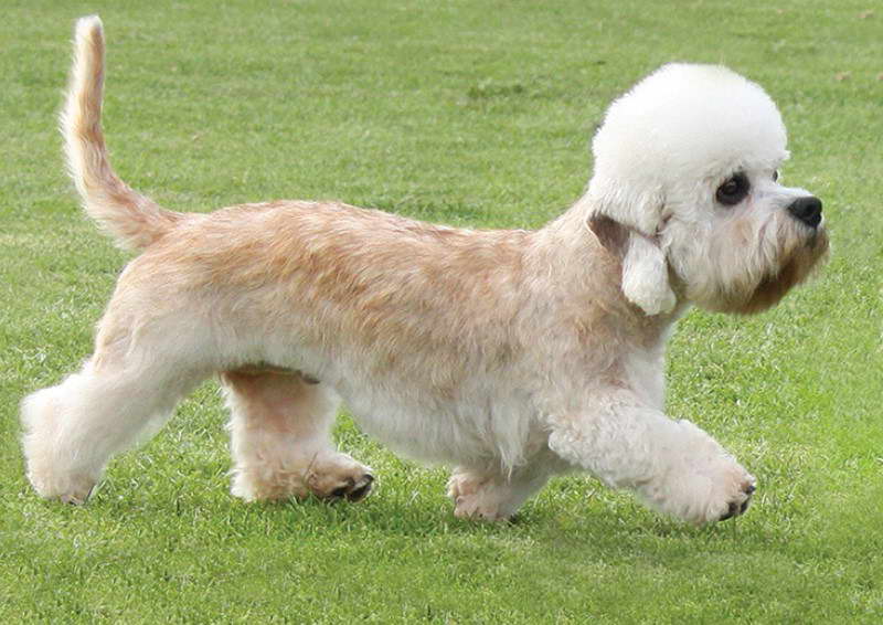 Dandy Dumont Terrier For Sale