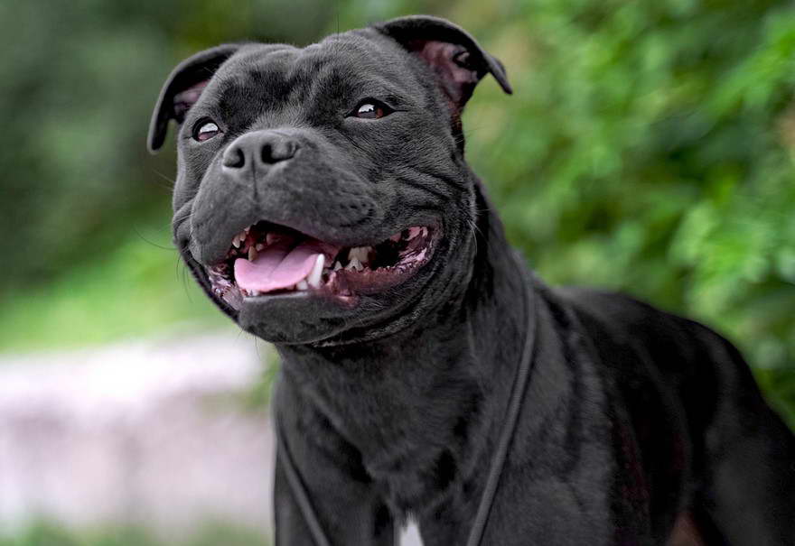 Diesel Staffordshire Bull Terrier