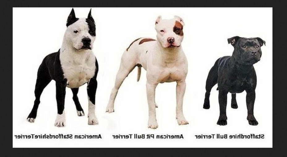 Difference Between Staffordshire Bull Terrier And American Staffordshire