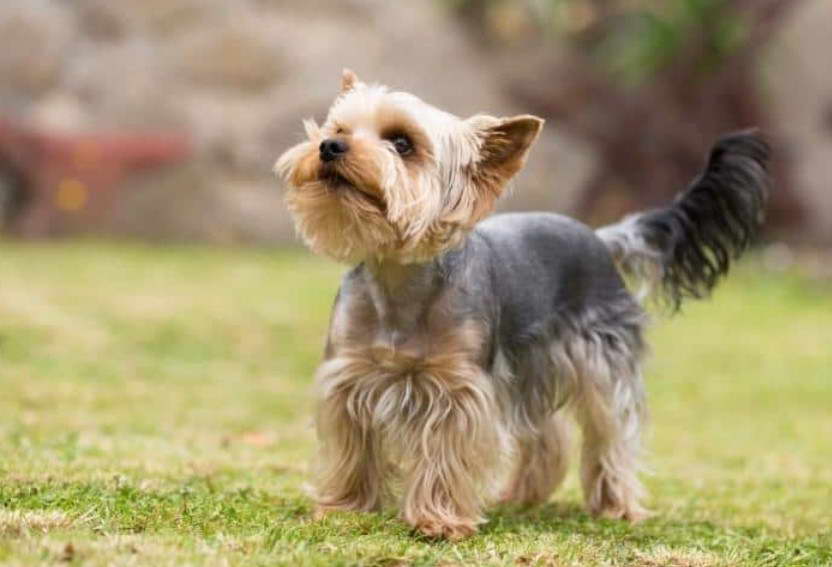 Different Yorkshire Terrier Haircuts