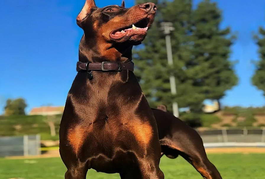 Dobermann American Pit Bull Terrier