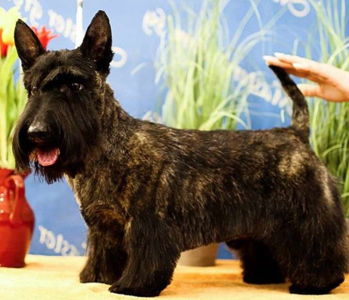 Dog Grooming Scottish Terrier