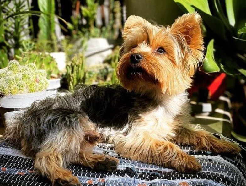 Dogs 101 Yorkshire Terrier