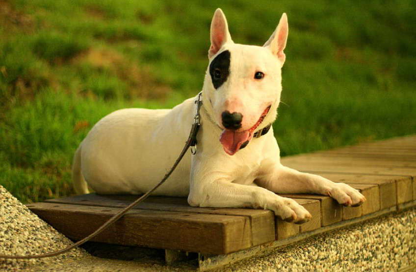 English Bull Terrier Cute