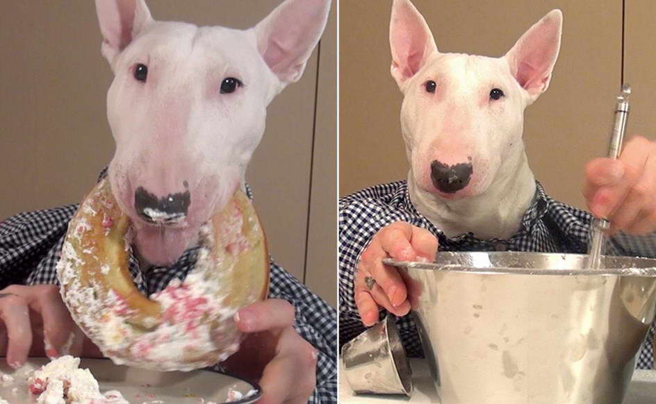 English Bull Terrier Diet