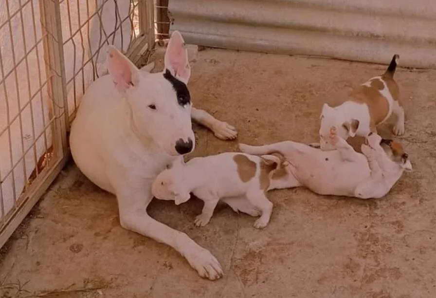 English Bull Terrier For Sale Liverpool