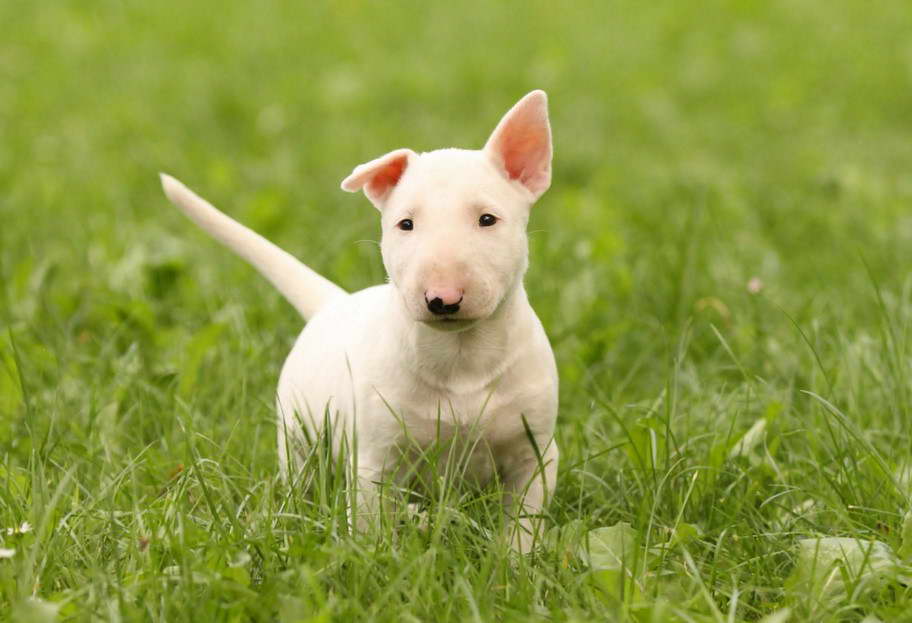 English Bull Terrier Puppies Florida