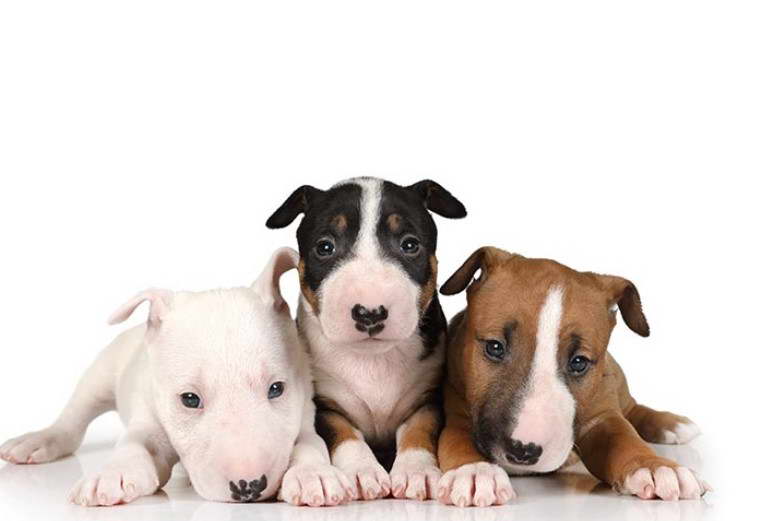 English Bull Terrier Puppies For Sale in Kentucky