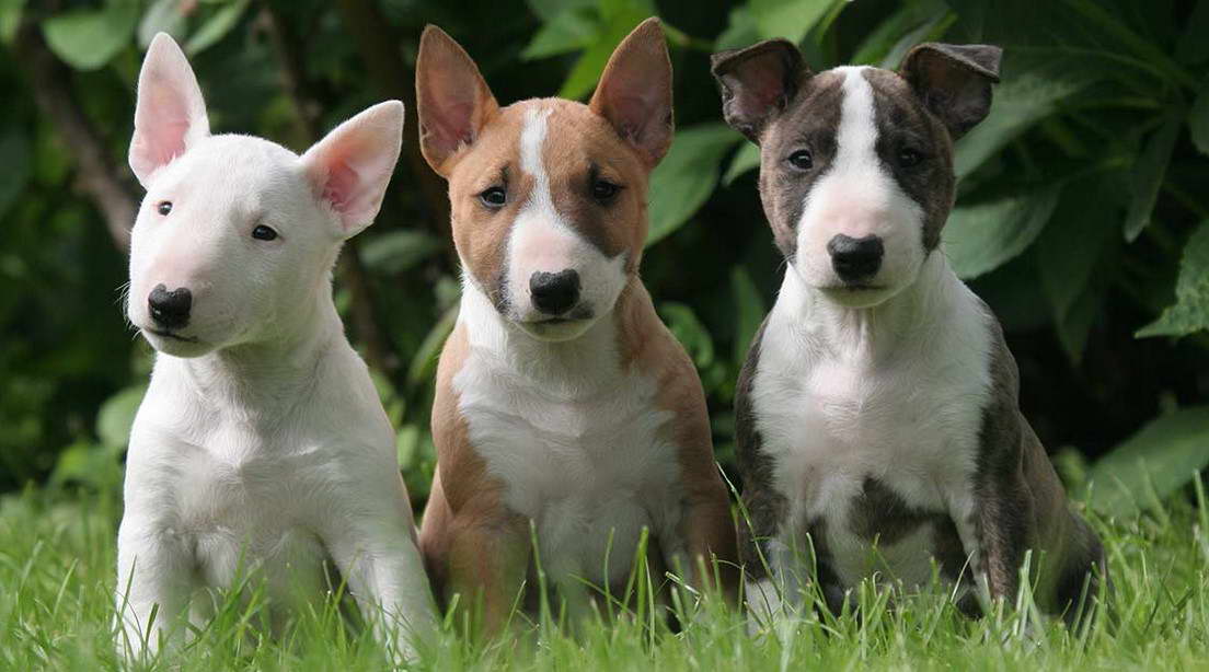 English Bull Terrier Puppy Pictures