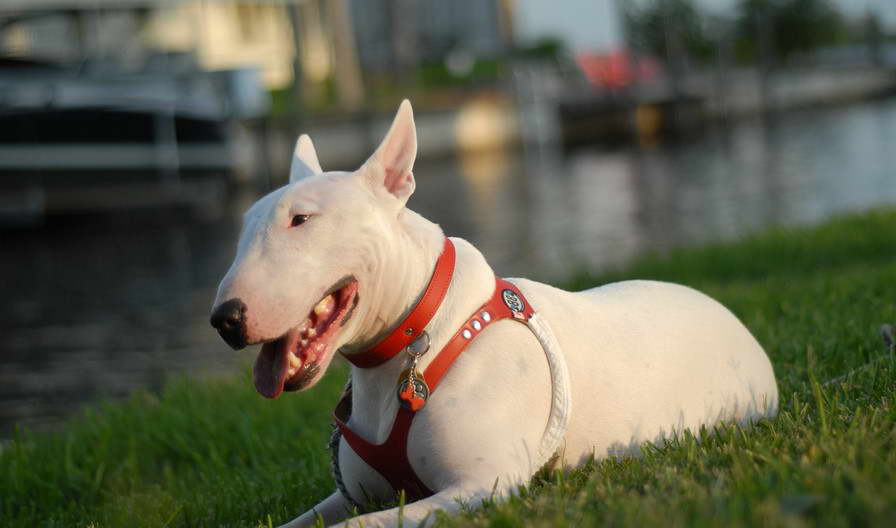 English Bull Terrier Rescue Adoption