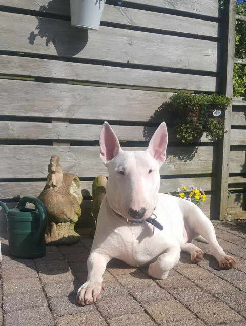 English Bull Terrier Rescue NY