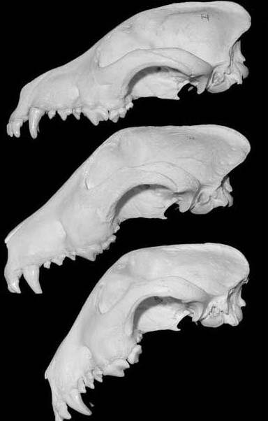 English Bull Terrier Skull