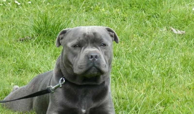 English Staffordshire Bull Terrier Breeders NZ