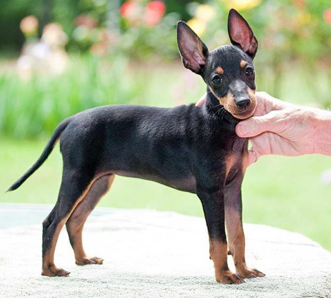 English Toy Terrier Breeders Australia