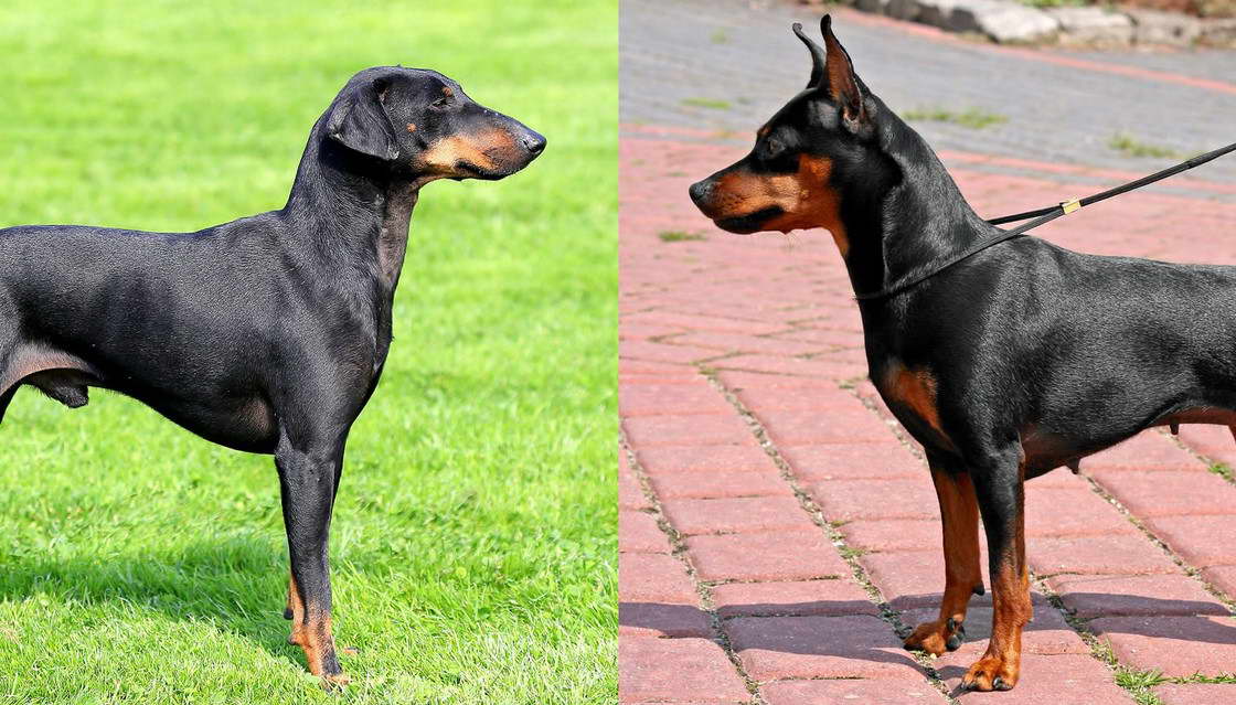 English Toy Terrier vs Miniature Pinscher