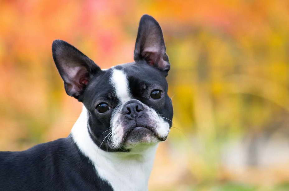 Female Boston Terrier Temperament