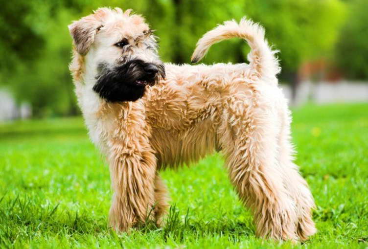 Female Wheaten Terrier