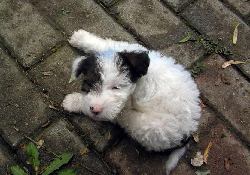 Fox Terrier Breeders Ontario